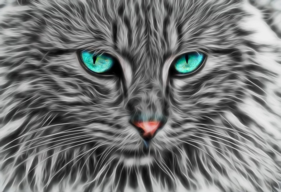 Cat illustrations