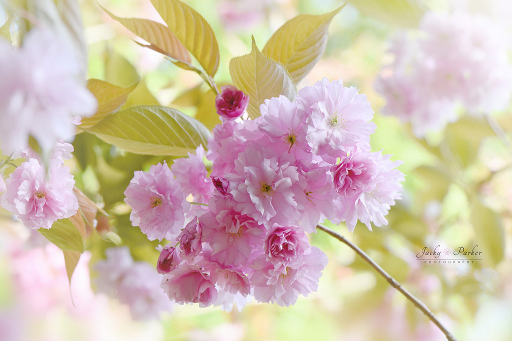 Prunus Kanzan by Jacky Parker on 500px.com