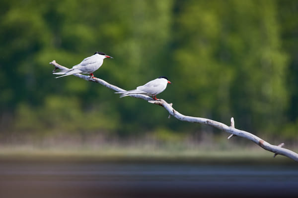 Two common terns  sitting on a tree branch. Beautiful white birds green forest on the background.