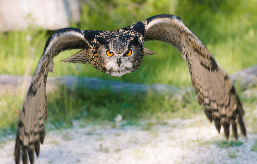 Eagle Owl flying by Giammarco on 500px.com