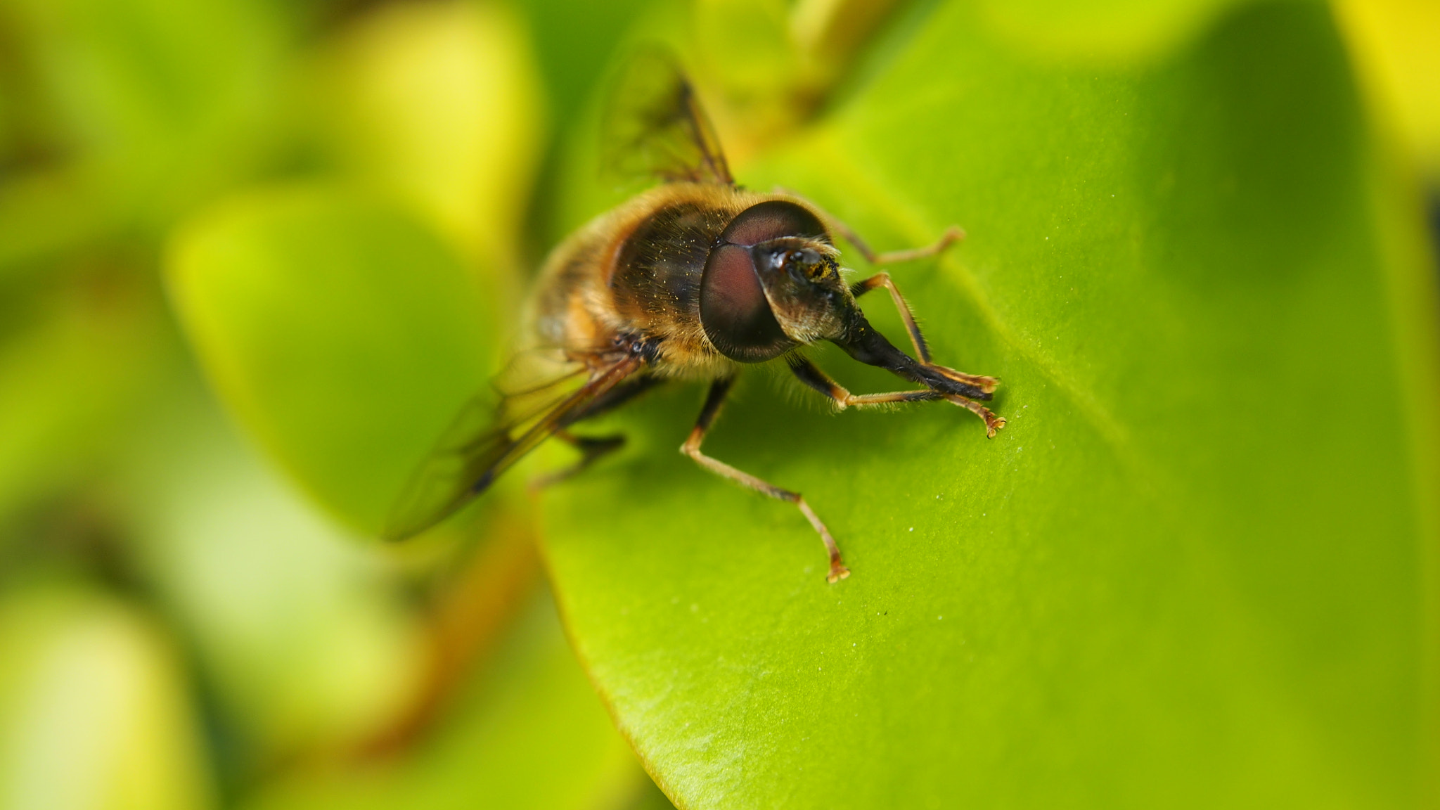 The cleaning fly :)