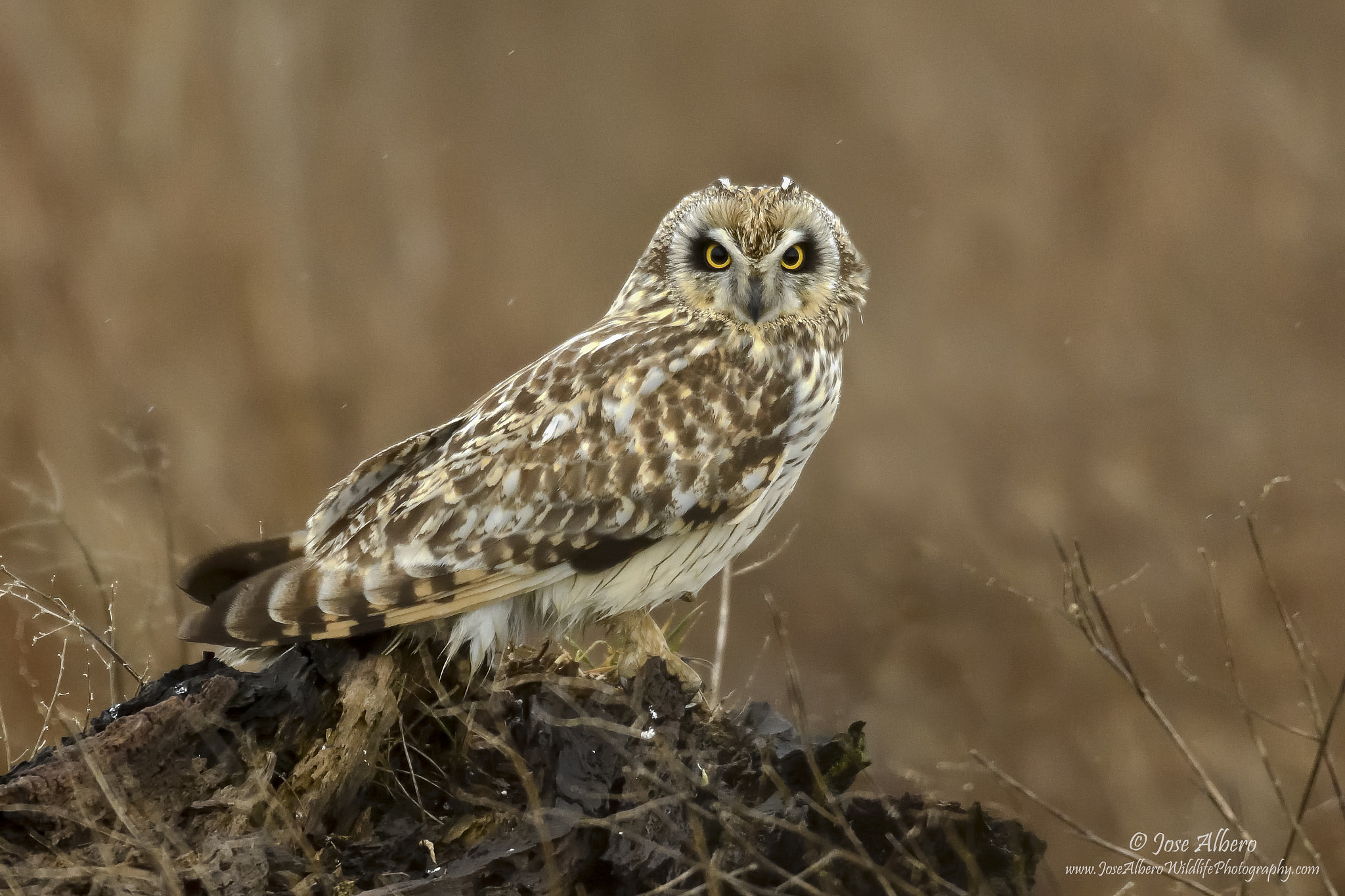 Short Eared Owl