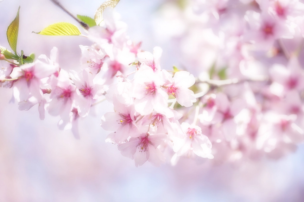 Last year's cherry blossoms by Keiko O on 500px.com