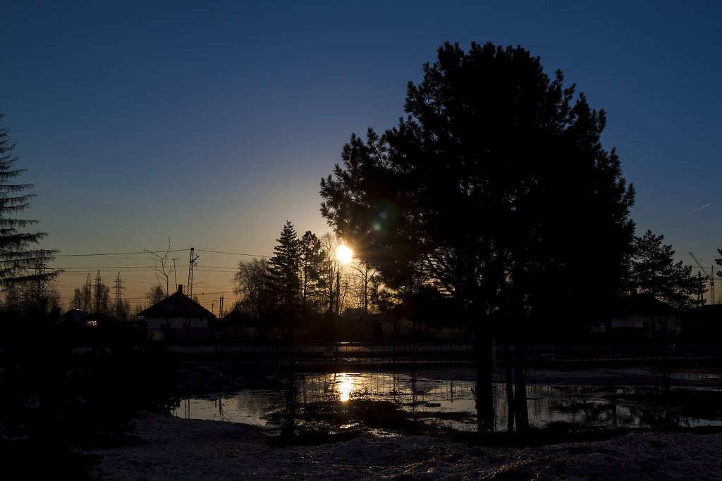 Sunrise: pine and the reflection in the puddl