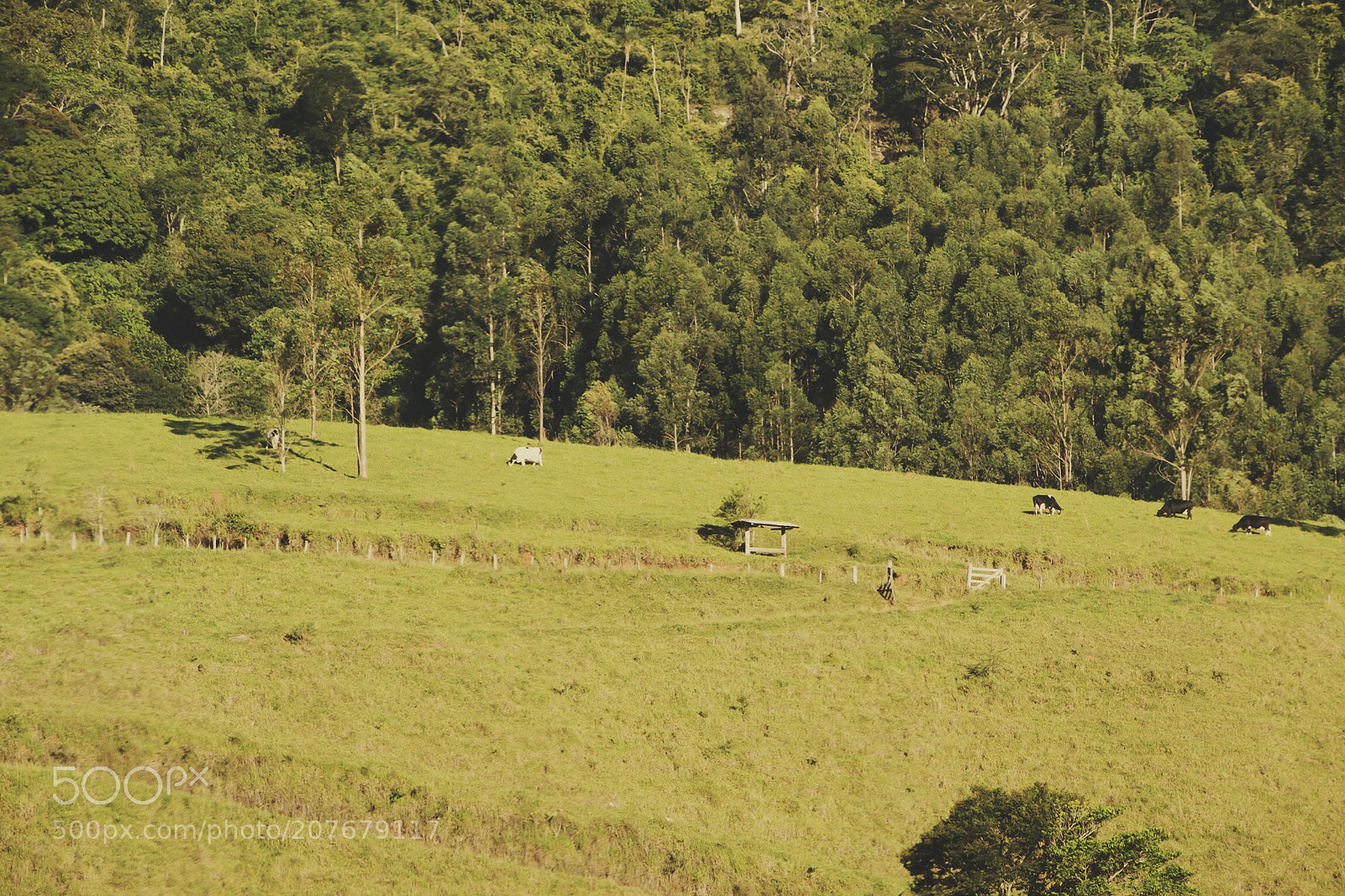 Nikon D3100 sample photo. Nature photography