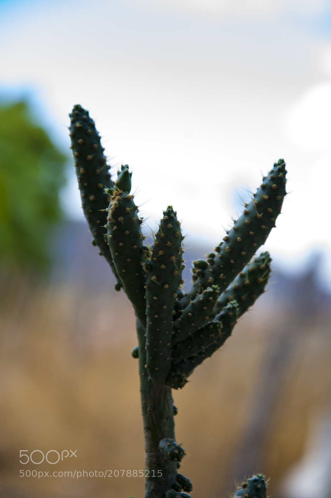 Nikon D7100 sample photo. Cacto photography