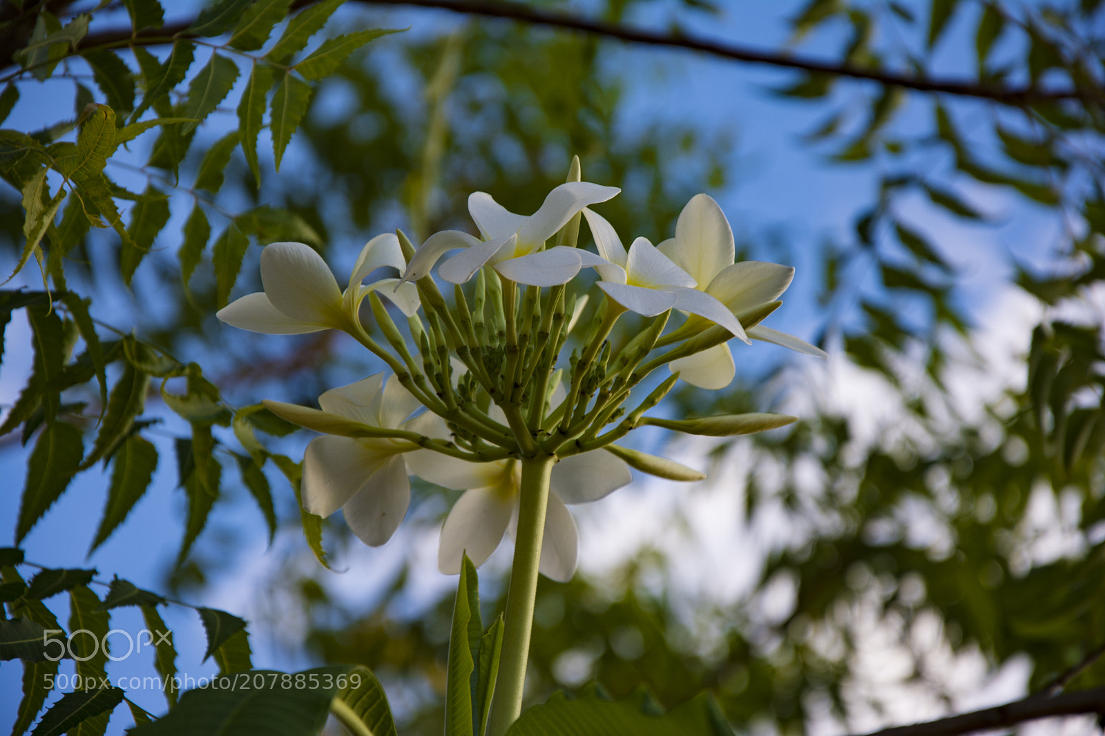 Nikon D7100 sample photo. Flores photography