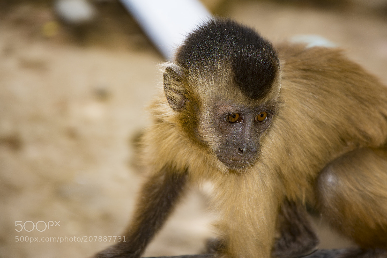 Nikon D7100 sample photo. Macaco photography