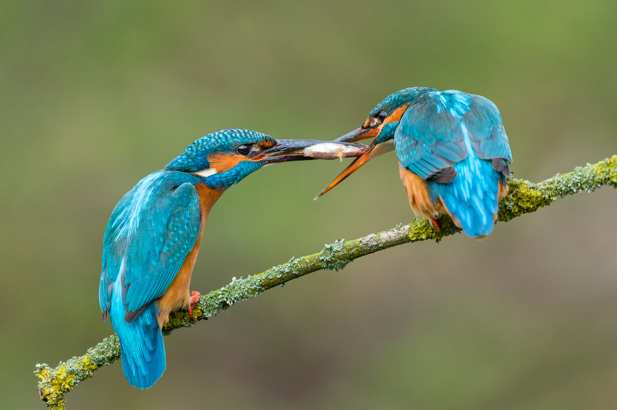 Kingfisher love