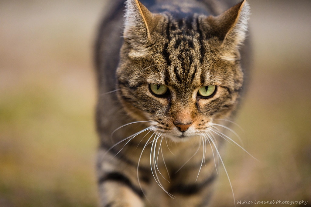 Like a boss by Miklos Lammel on 500px.com