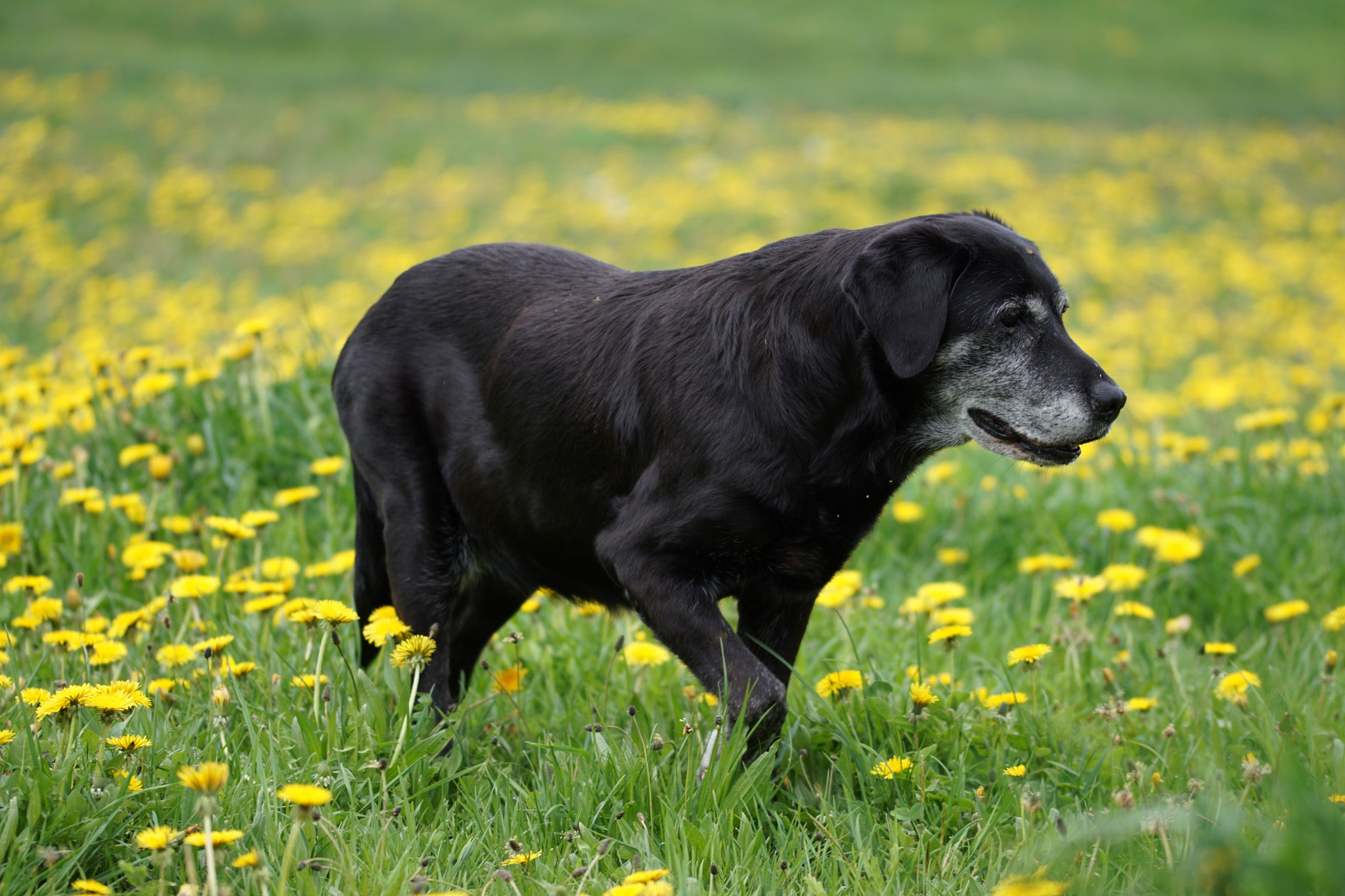 Labrador 15 ans