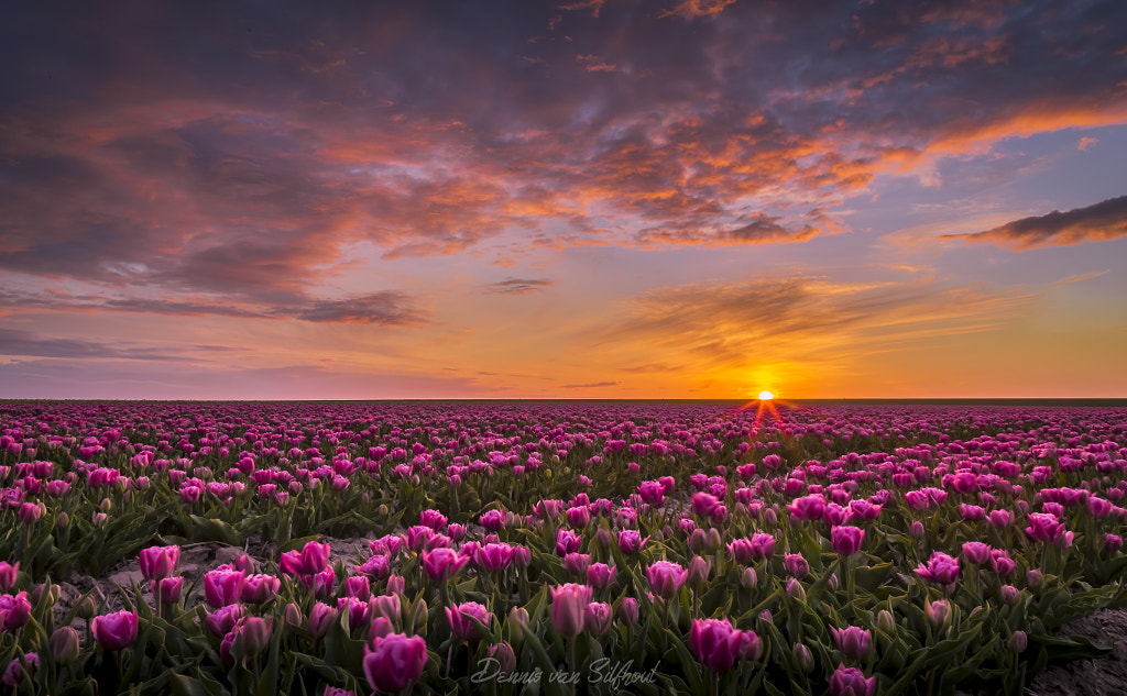 Purple sea of tulips by Dennis van Silfhout on 500px.com