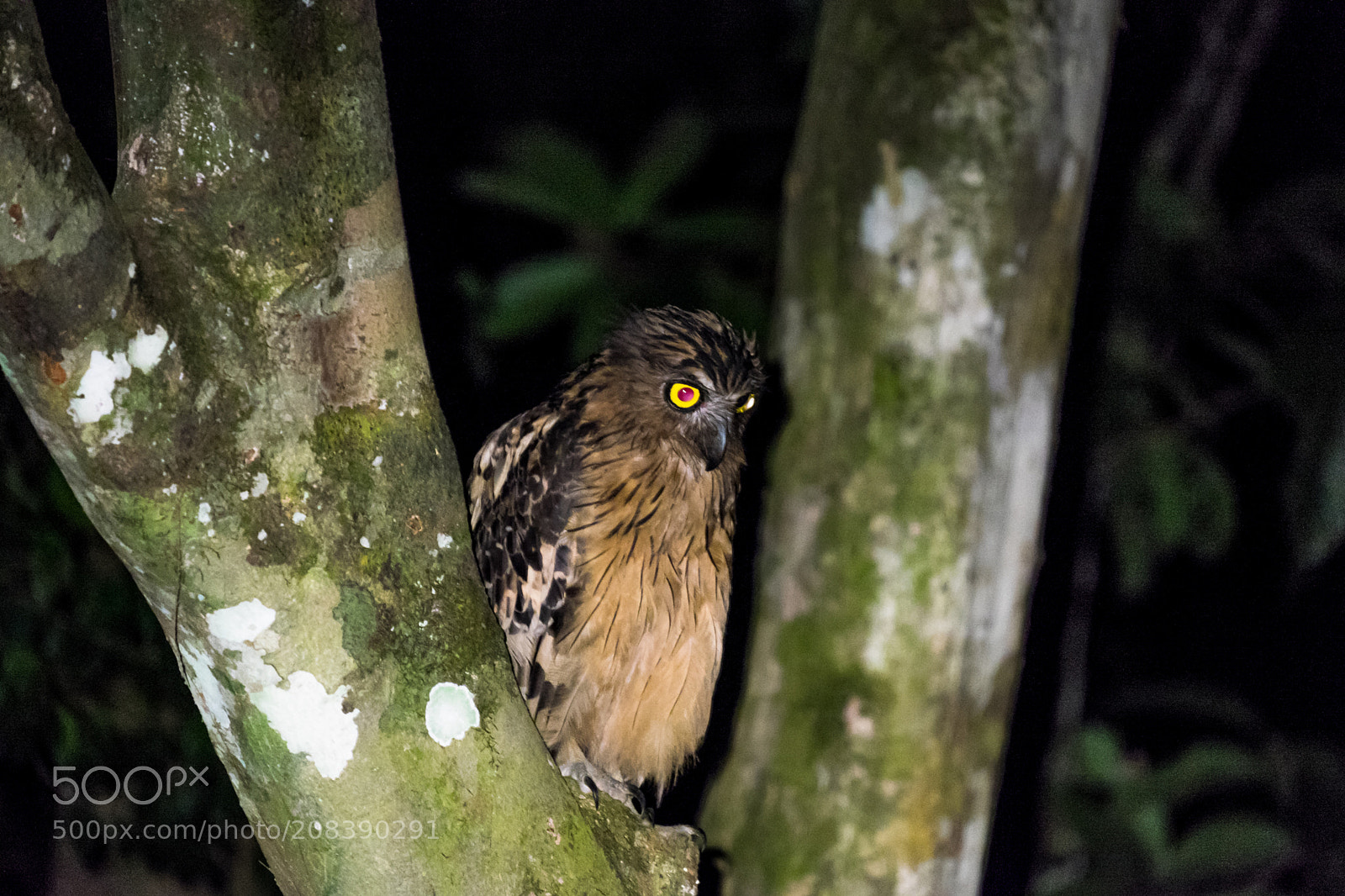 Fujifilm X-E2 sample photo. Buffy fish owl. photography