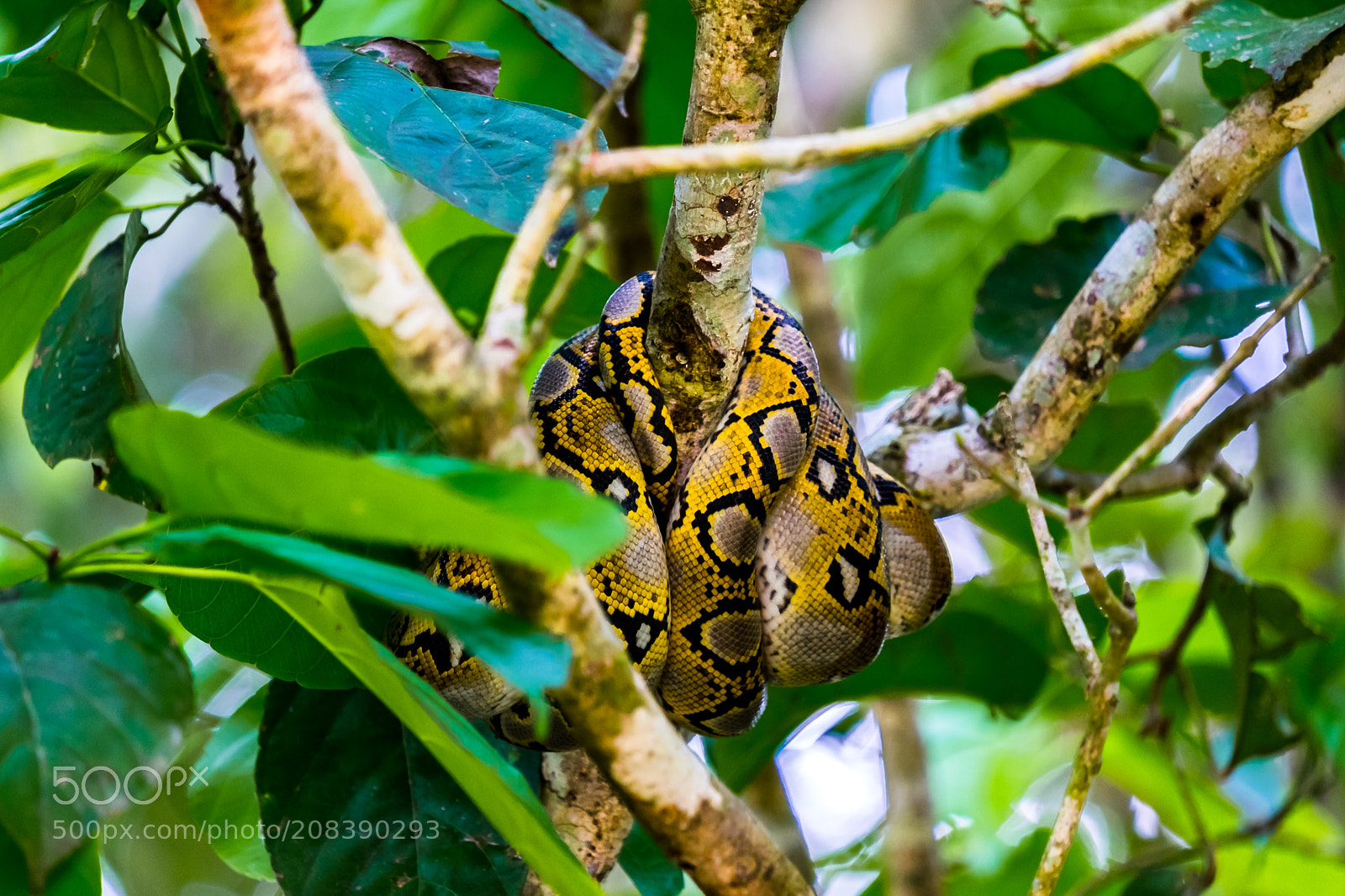 Fujifilm X-E2 sample photo. Python. photography