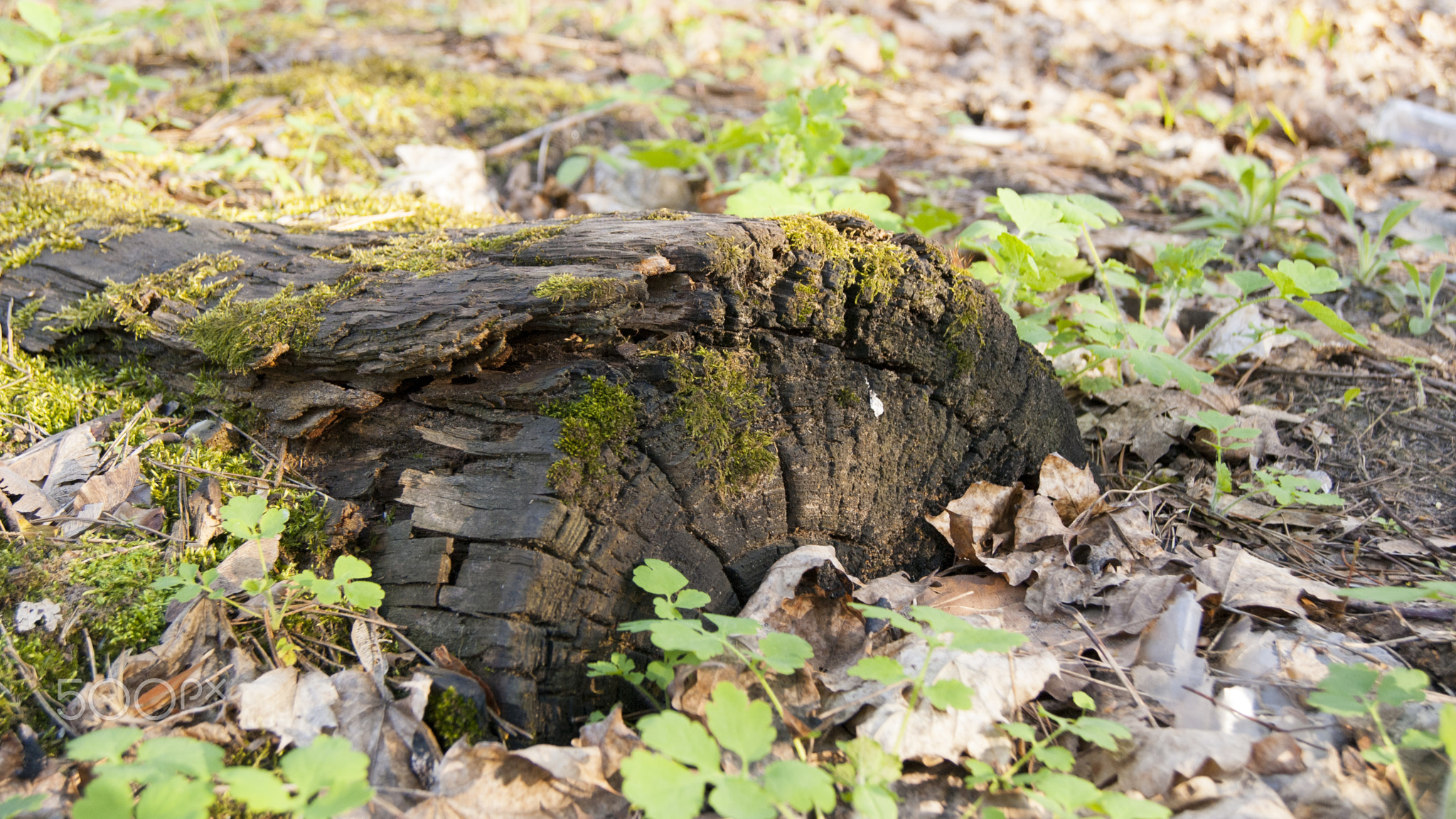 лесная история