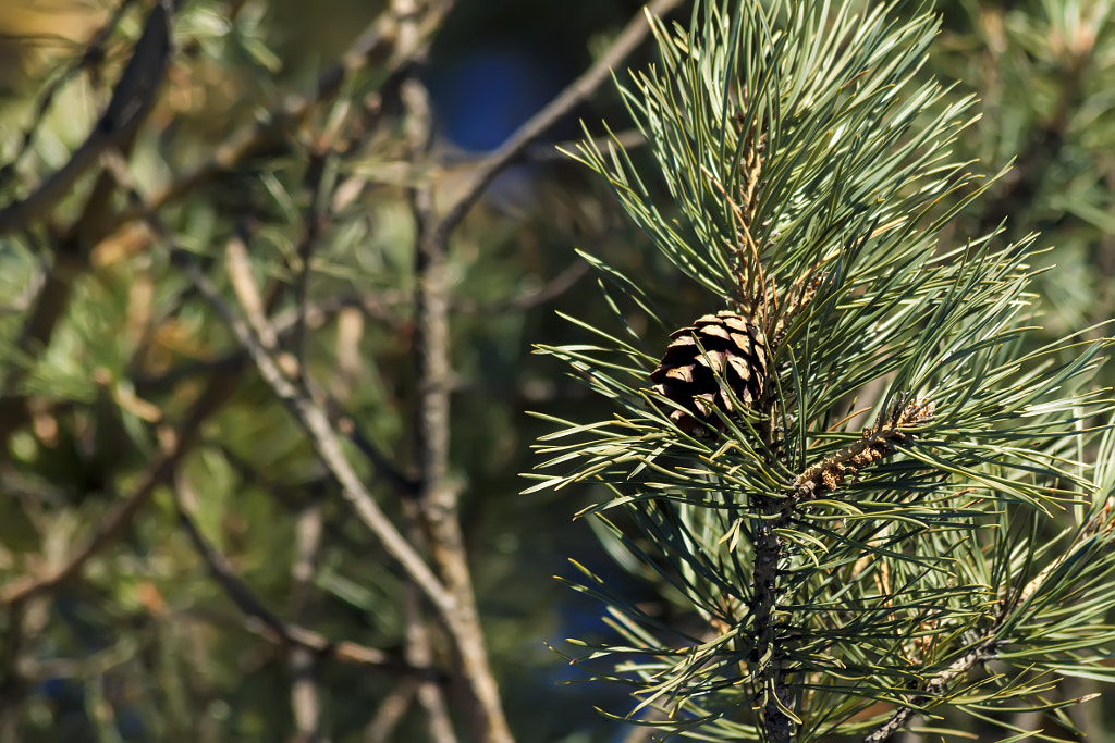 pine cone on a branch by Nick Patrin on 500px.com