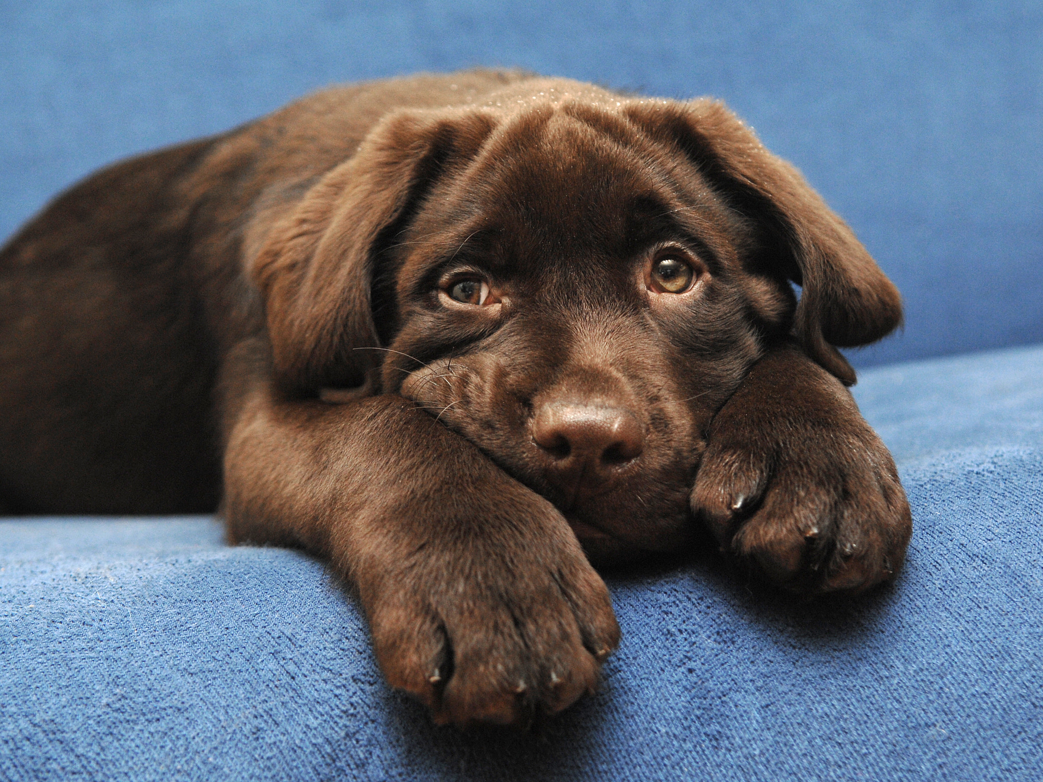 brown cute dreamer :)