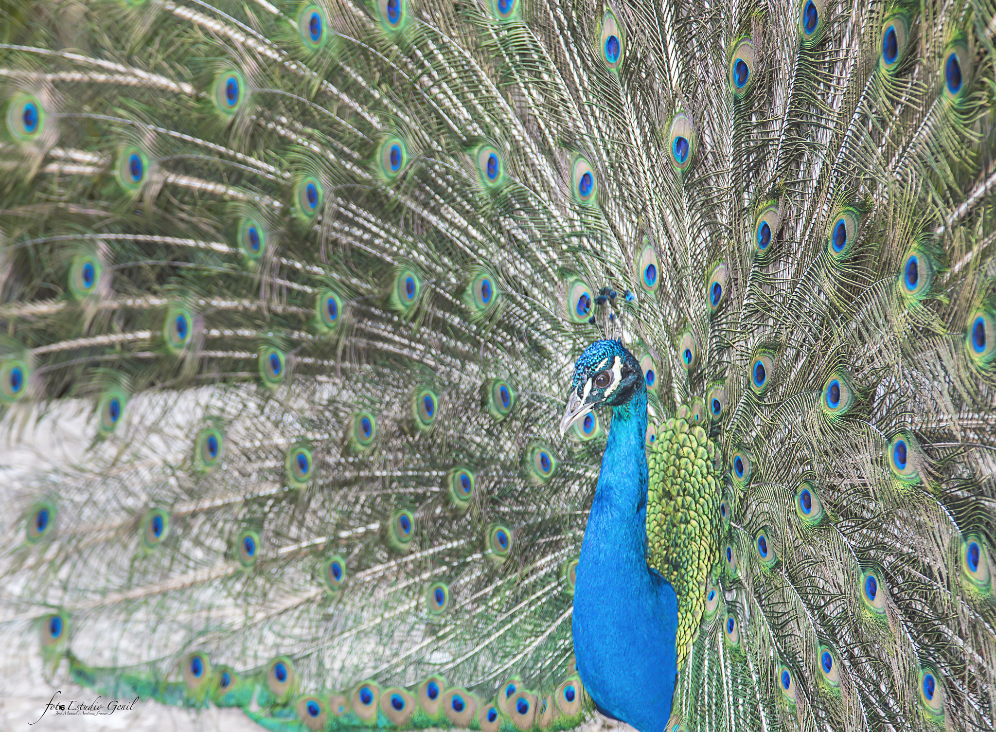 Pavo Real.