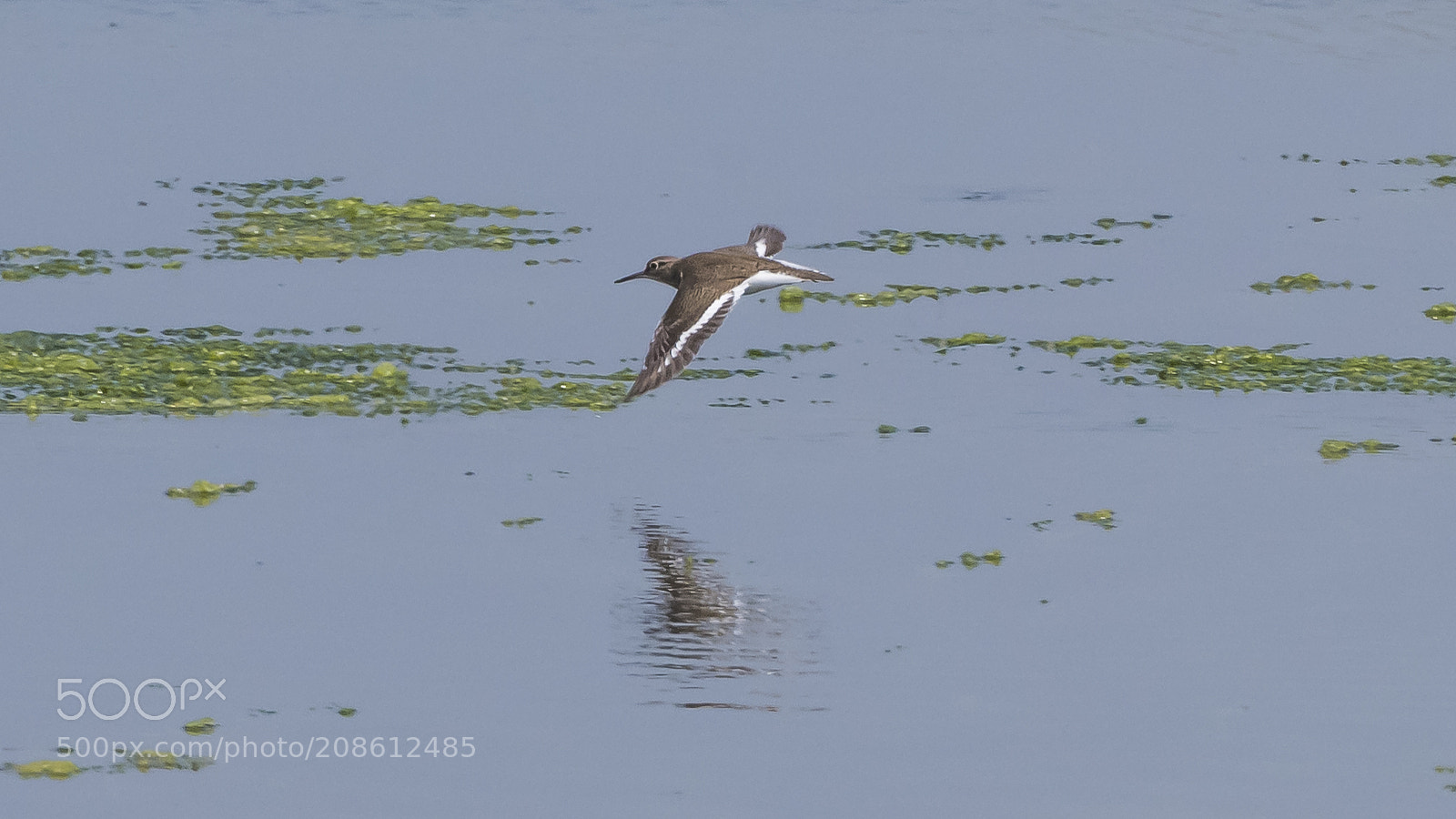 Nikon D810 sample photo. Common sandpiper actitis hypoleucos photography