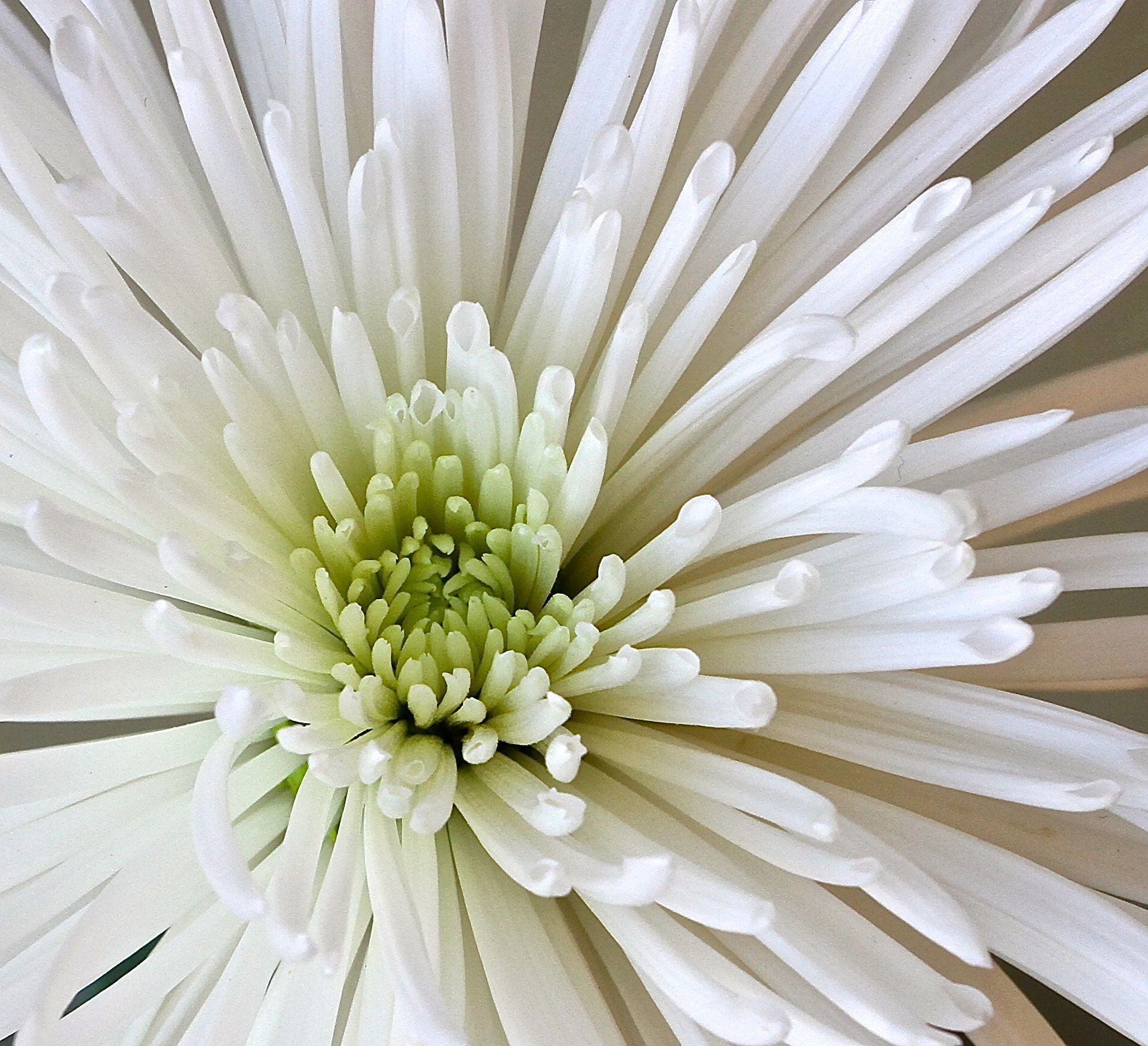 White Spider Mum burst by Ann Weis - Photo 20861597 / 500px
