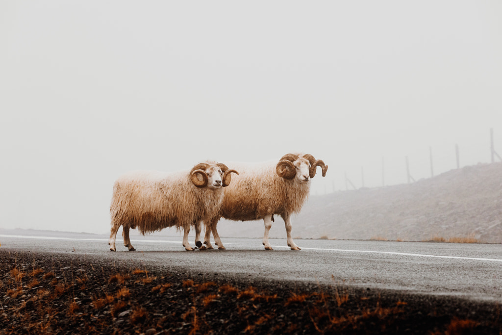 Double trouble by Hayden Scott on 500px.com