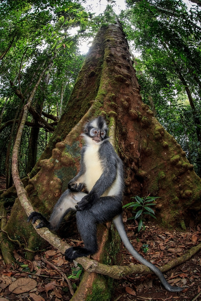 Monkey Throne