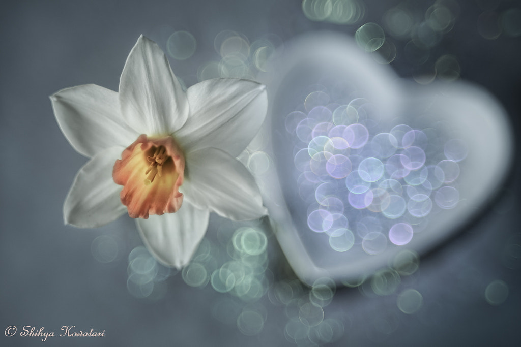 White Spring by Shihya Kowatari on 500px.com
