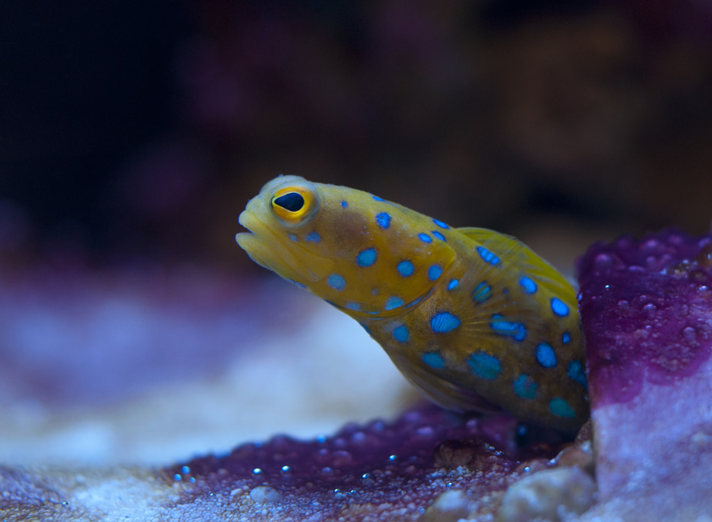Blue Spot Jawfish by Nathan Freshour / 500px