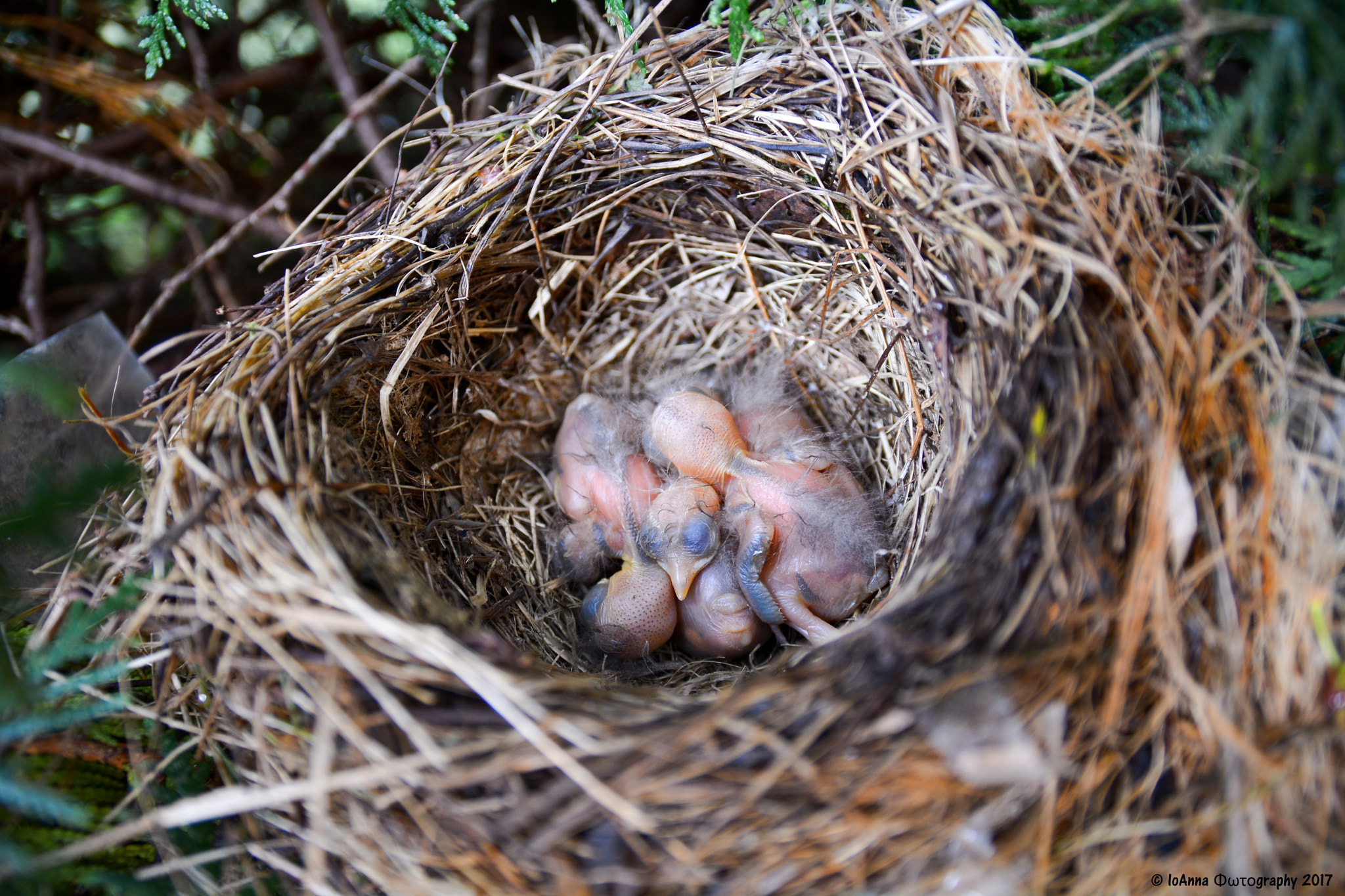 v2?sig=33db73d85d63c48be6bd22cd32606f507976861a5c3cdb74408ae515fb1108ce