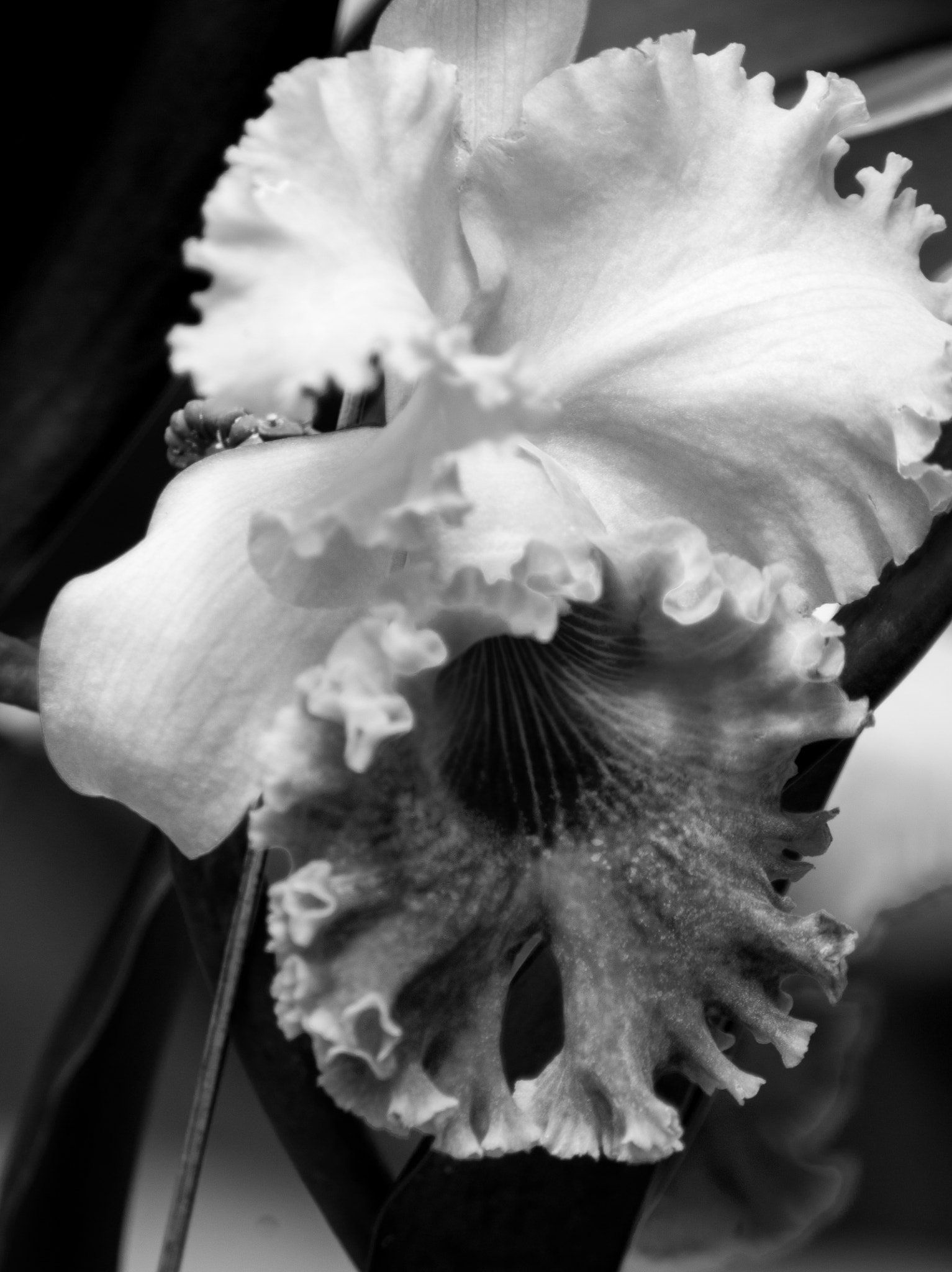 Tamron AF 70-300mm F4-5.6 LD Macro 1:2 sample photo. Orchid no. 21 photography