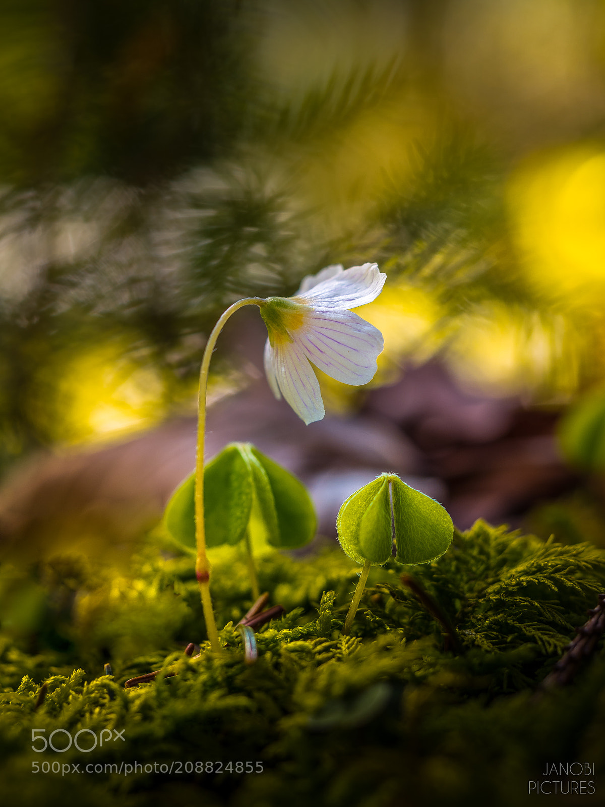 Olympus OM-D E-M5 II sample photo. ~ in the forest ~ photography