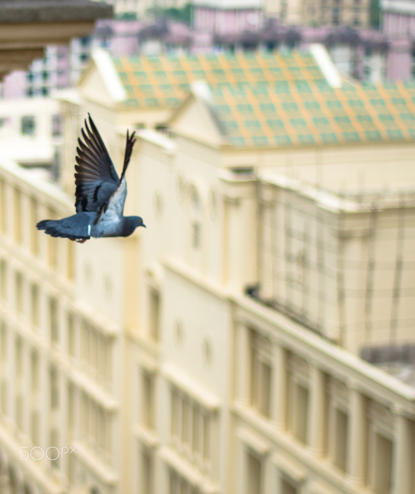 Nikon AF Nikkor 50mm F1.8D sample photo. Freedom photography