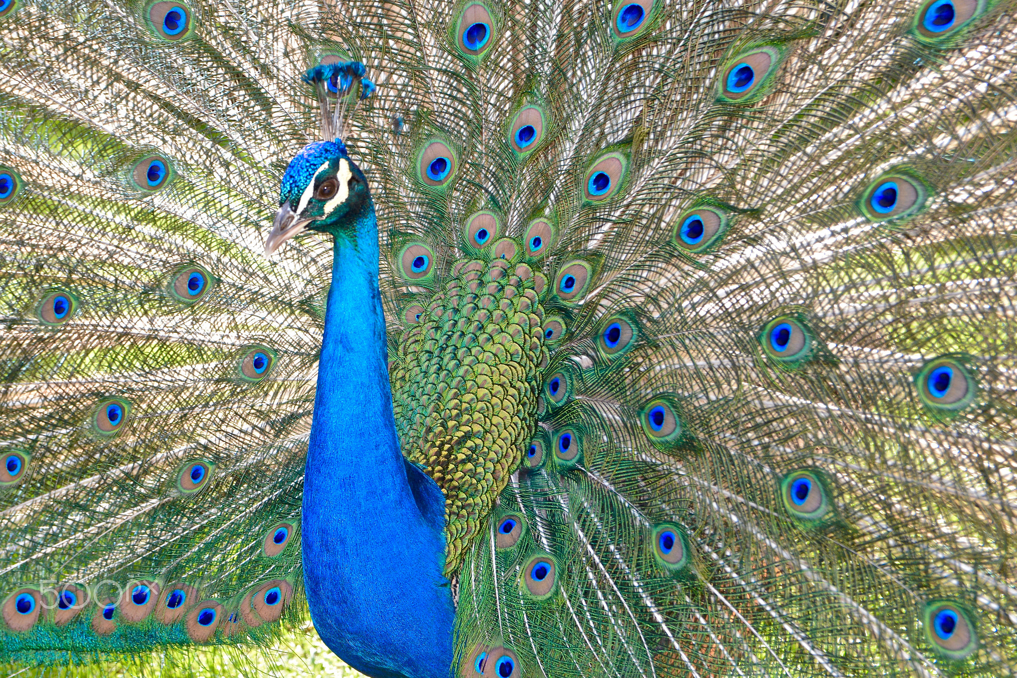 Peacock on display