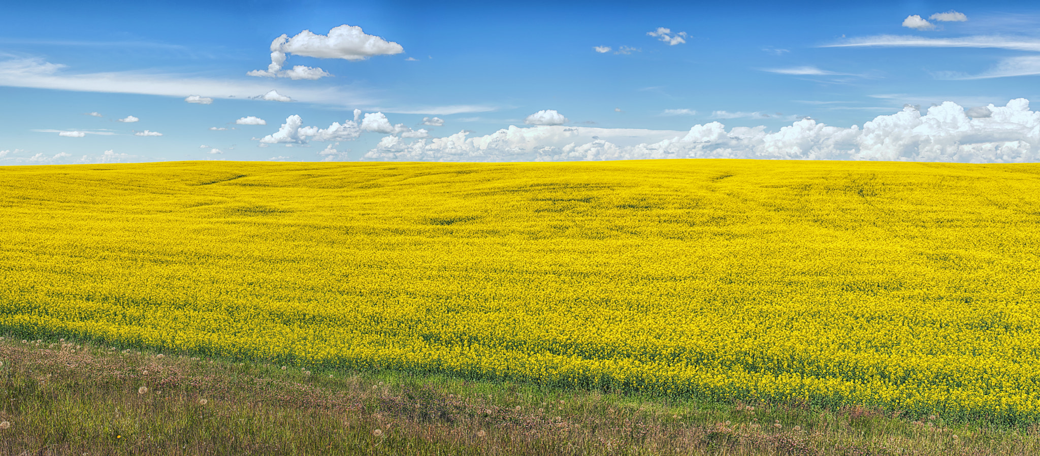 ZEISS Planar T* 50mm F1.4 sample photo. Alberta fields photography