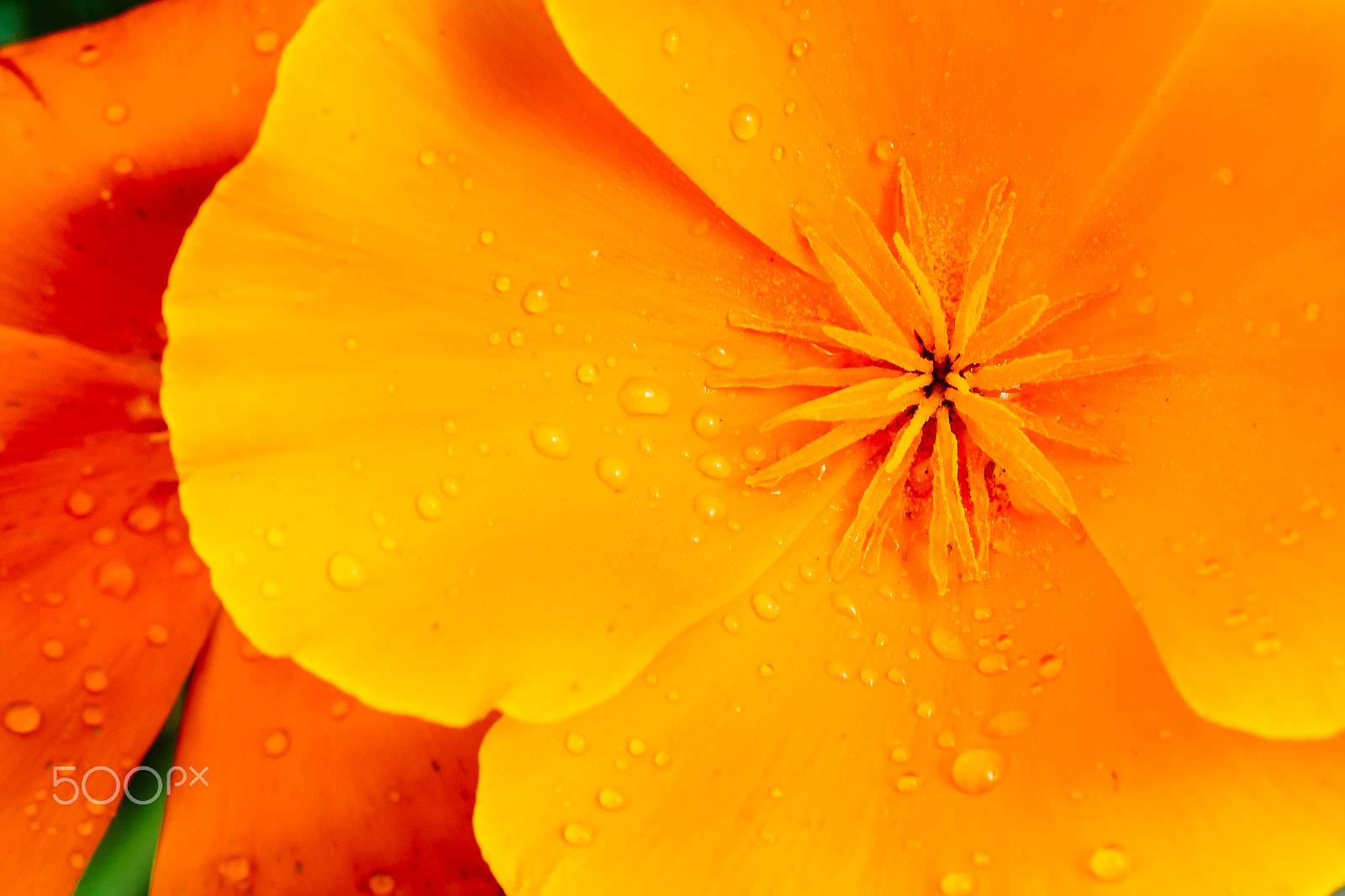 Nikon D7100 sample photo. Wet flower photography