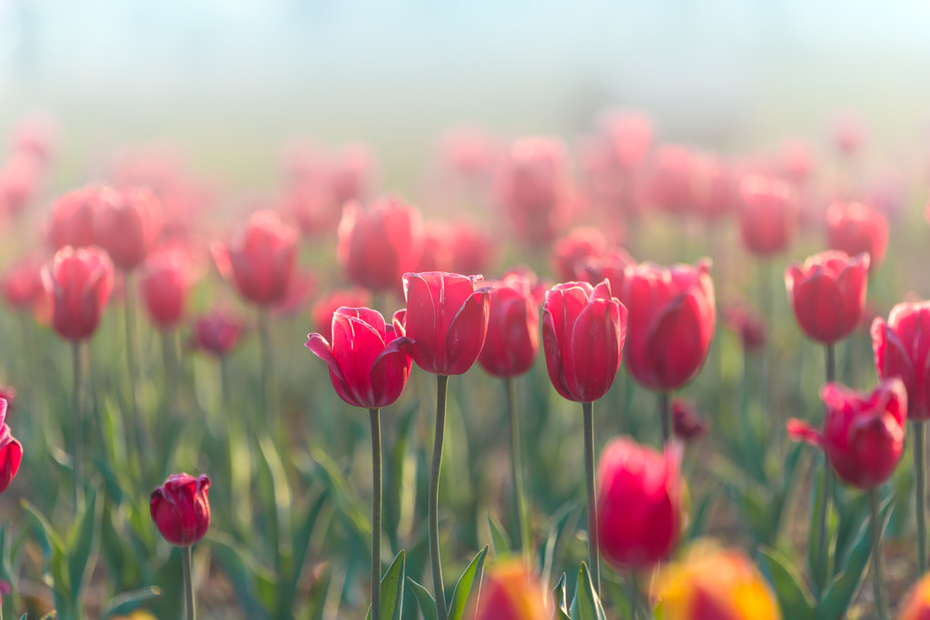 Tulip by Harry Kim on 500px.com