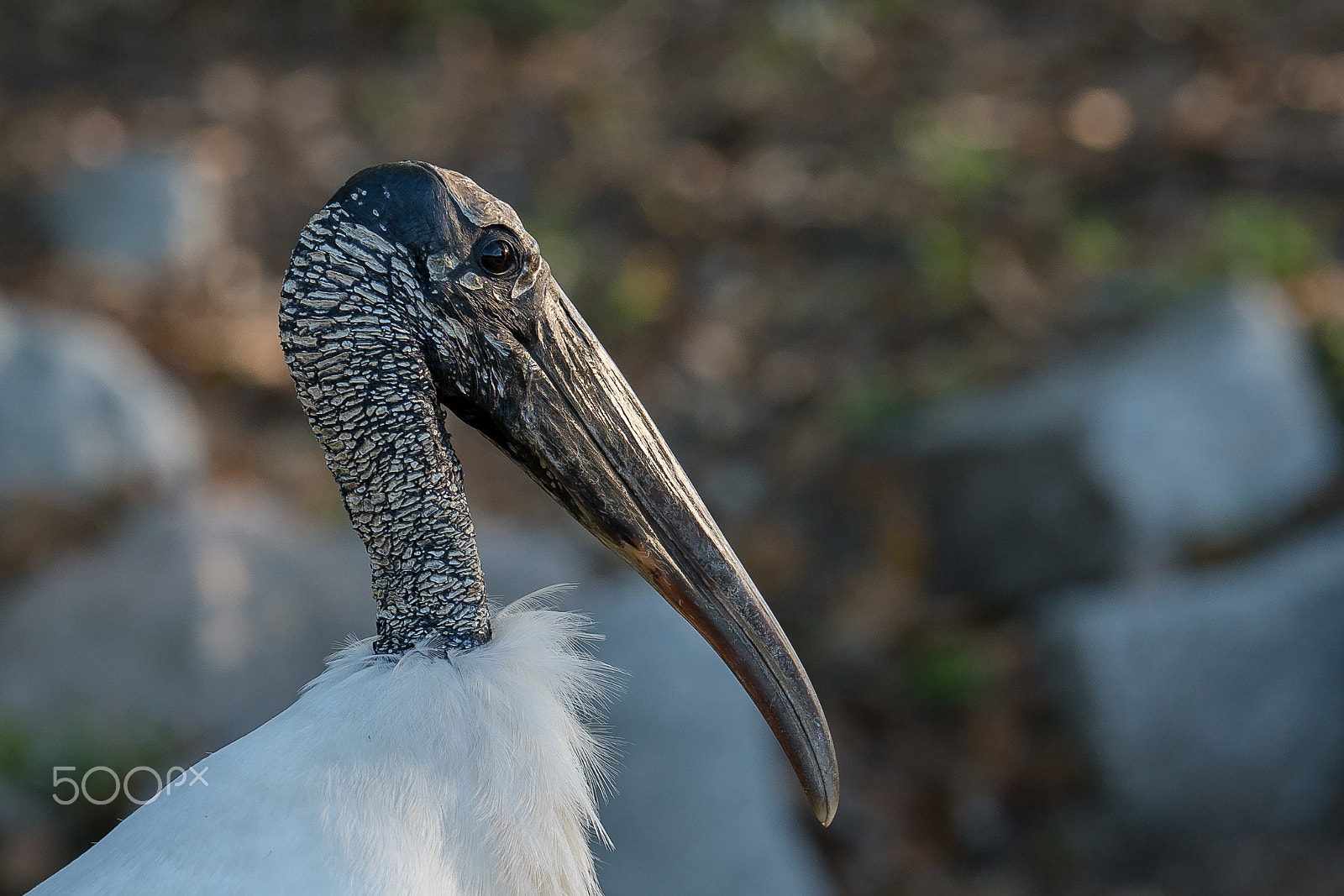 Sony a7R II sample photo. Wood stork photography