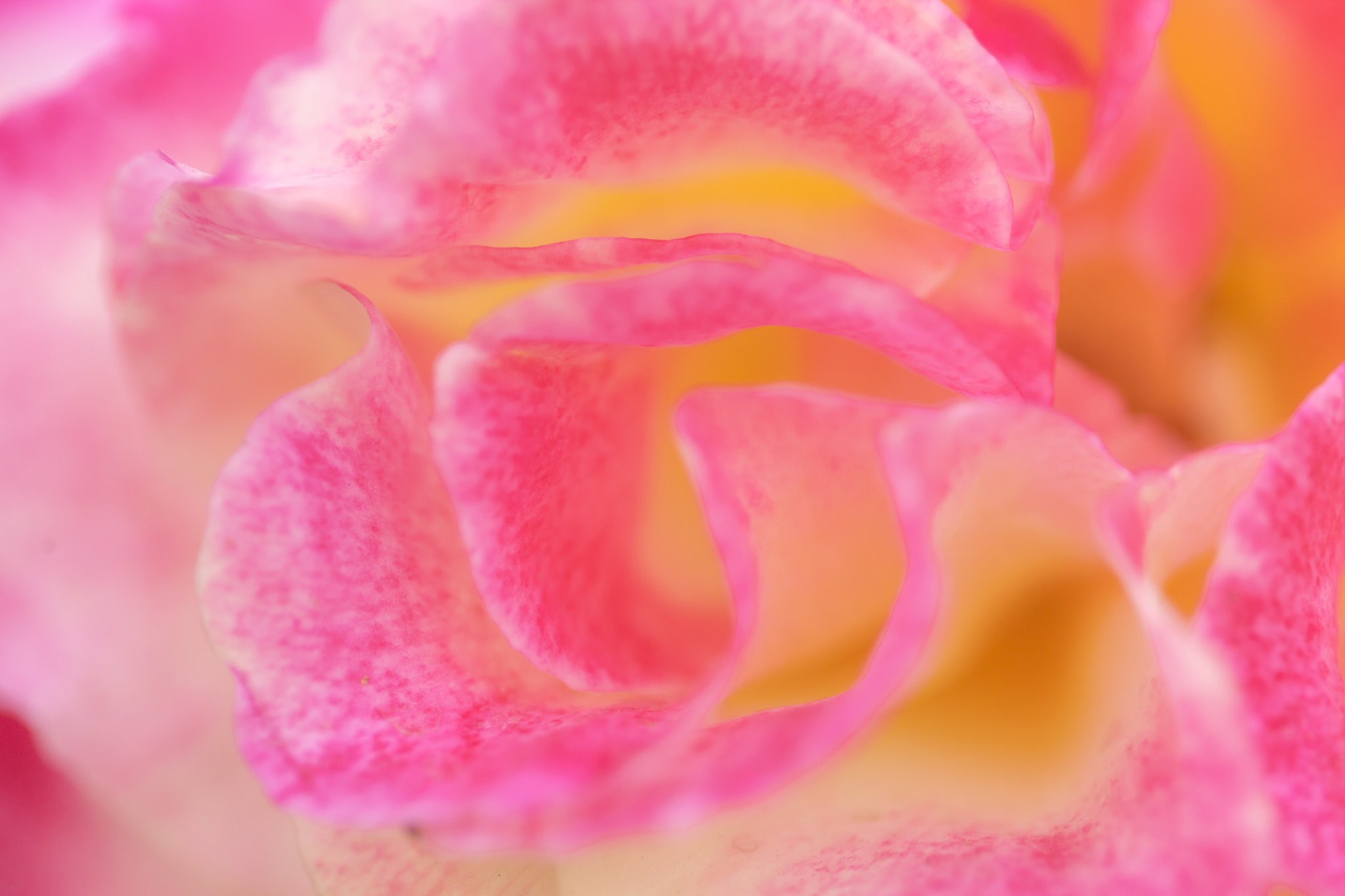 Canon EF 100mm F2.8 Macro USM sample photo. Beautiful pink rose photography