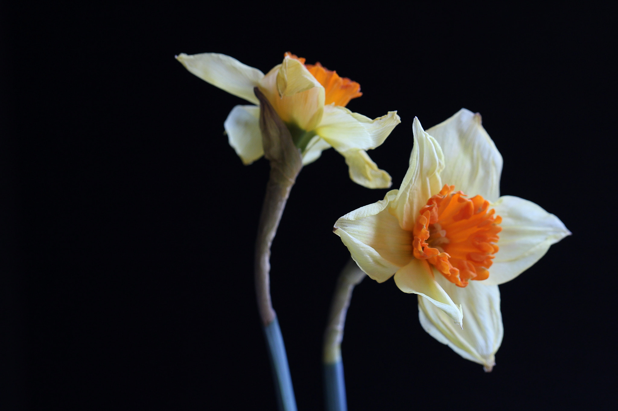 Canon EOS 100D (EOS Rebel SL1 / EOS Kiss X7) sample photo. Daffodil duet photography