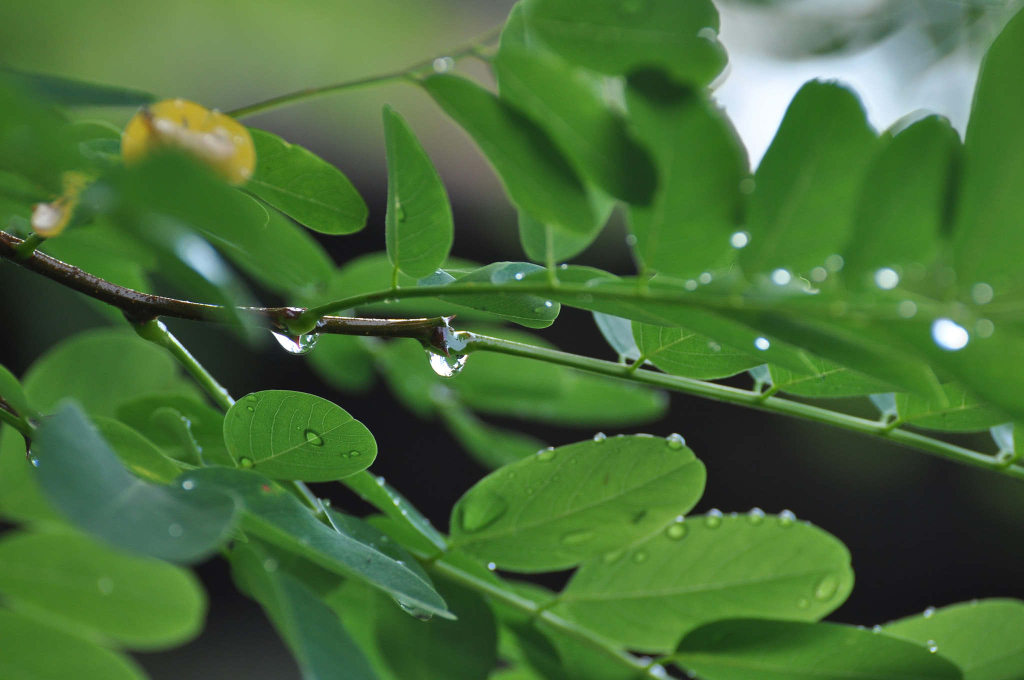Nikon D90 sample photo. Drop. photography