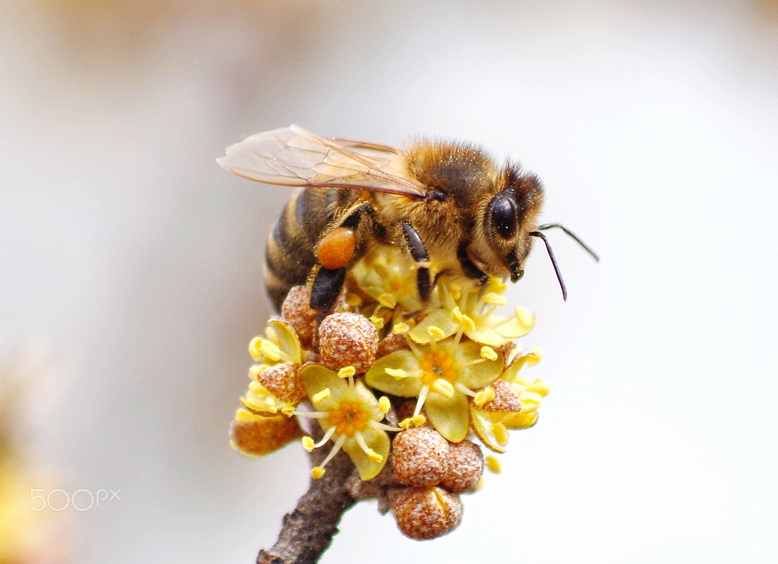 Pentax K-50 sample photo. Bee photography