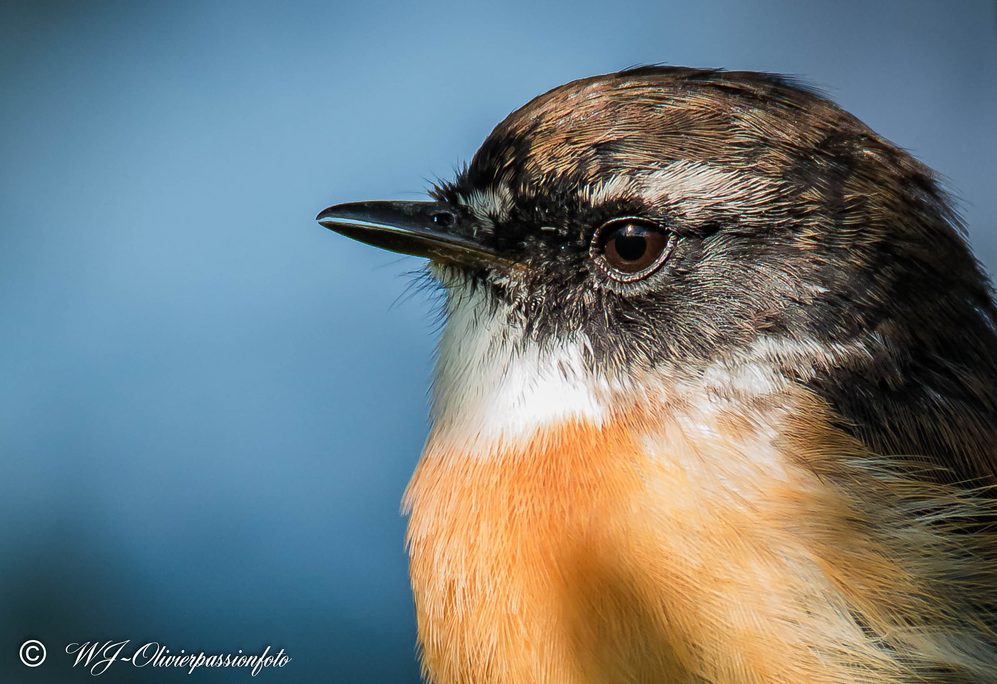 Tamron SP 150-600mm F5-6.3 Di VC USD sample photo. Portrait tarier photography