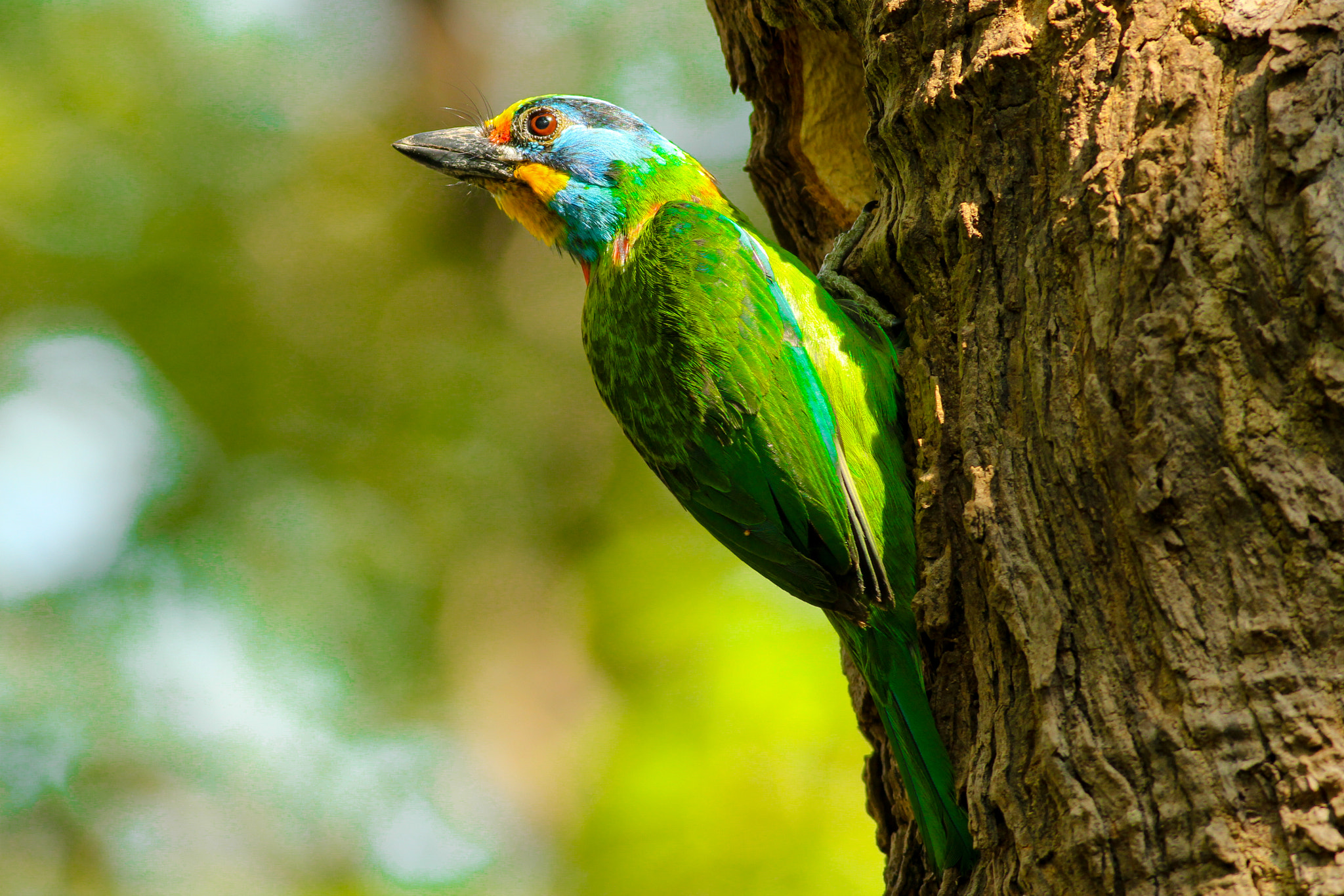 Canon EOS 600D (Rebel EOS T3i / EOS Kiss X5) + Canon EF 400mm F5.6L USM sample photo. Black-browed barbet ii photography