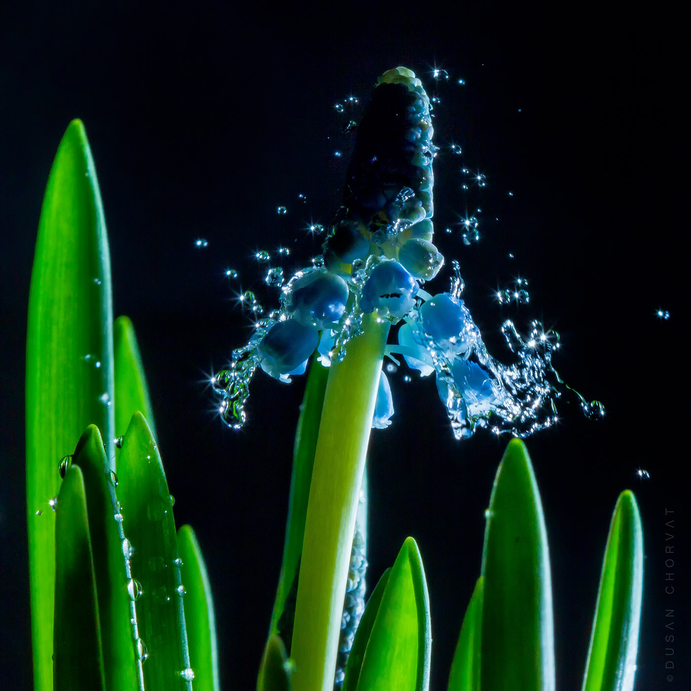 Canon EF 100mm F2.8 Macro USM sample photo. Blue flower photography