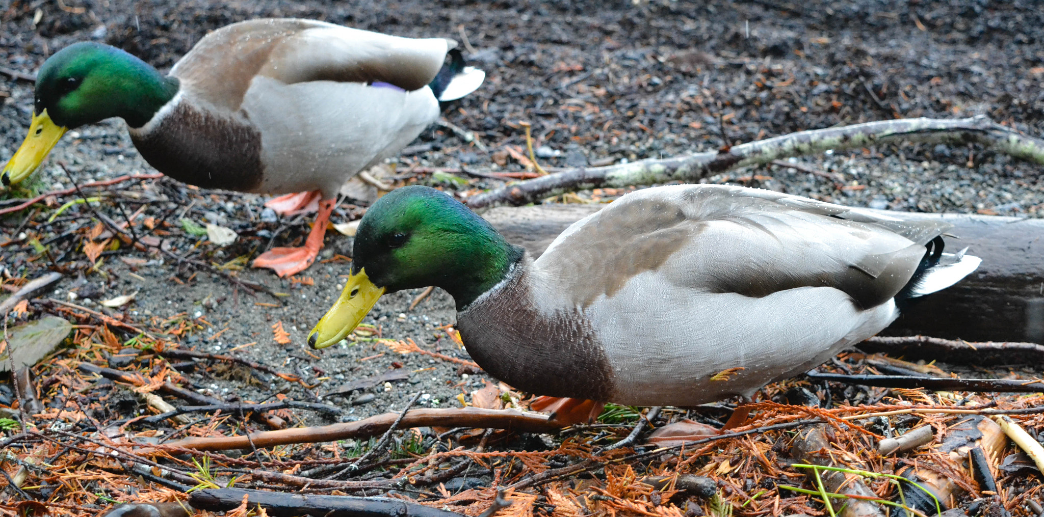 Nikon D3100 sample photo. Lvg-011 photography