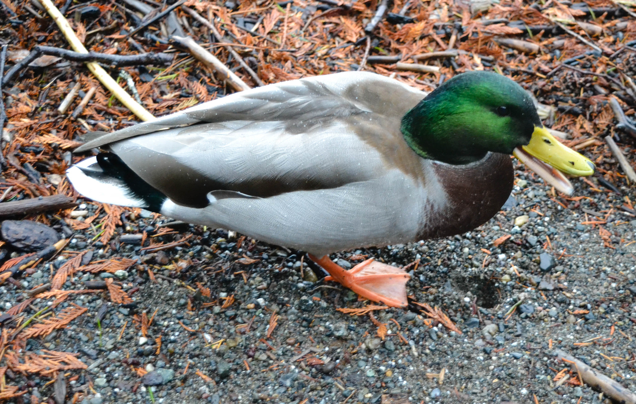 Nikon D3100 sample photo. Lvg-012 photography