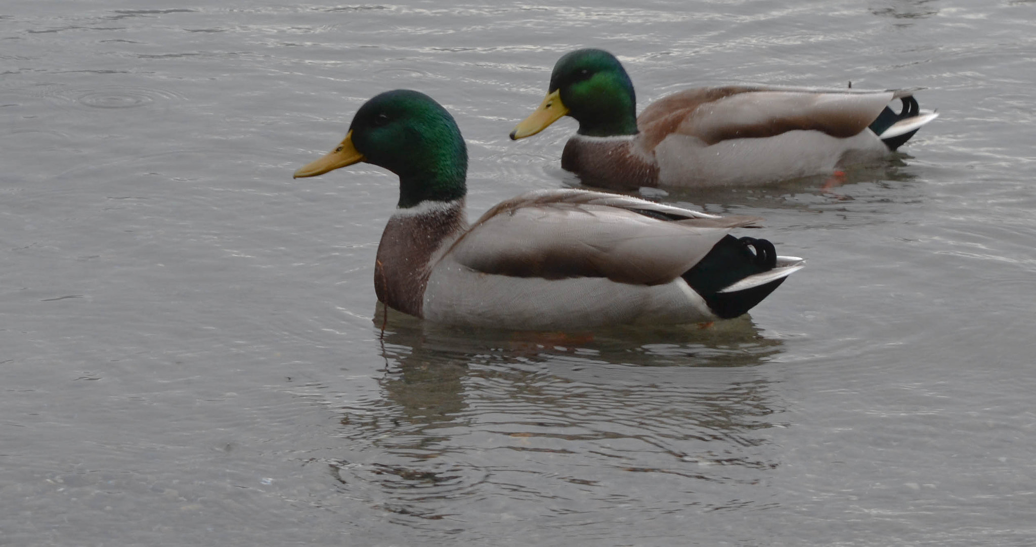 Nikon D3100 sample photo. Lcg-013 photography