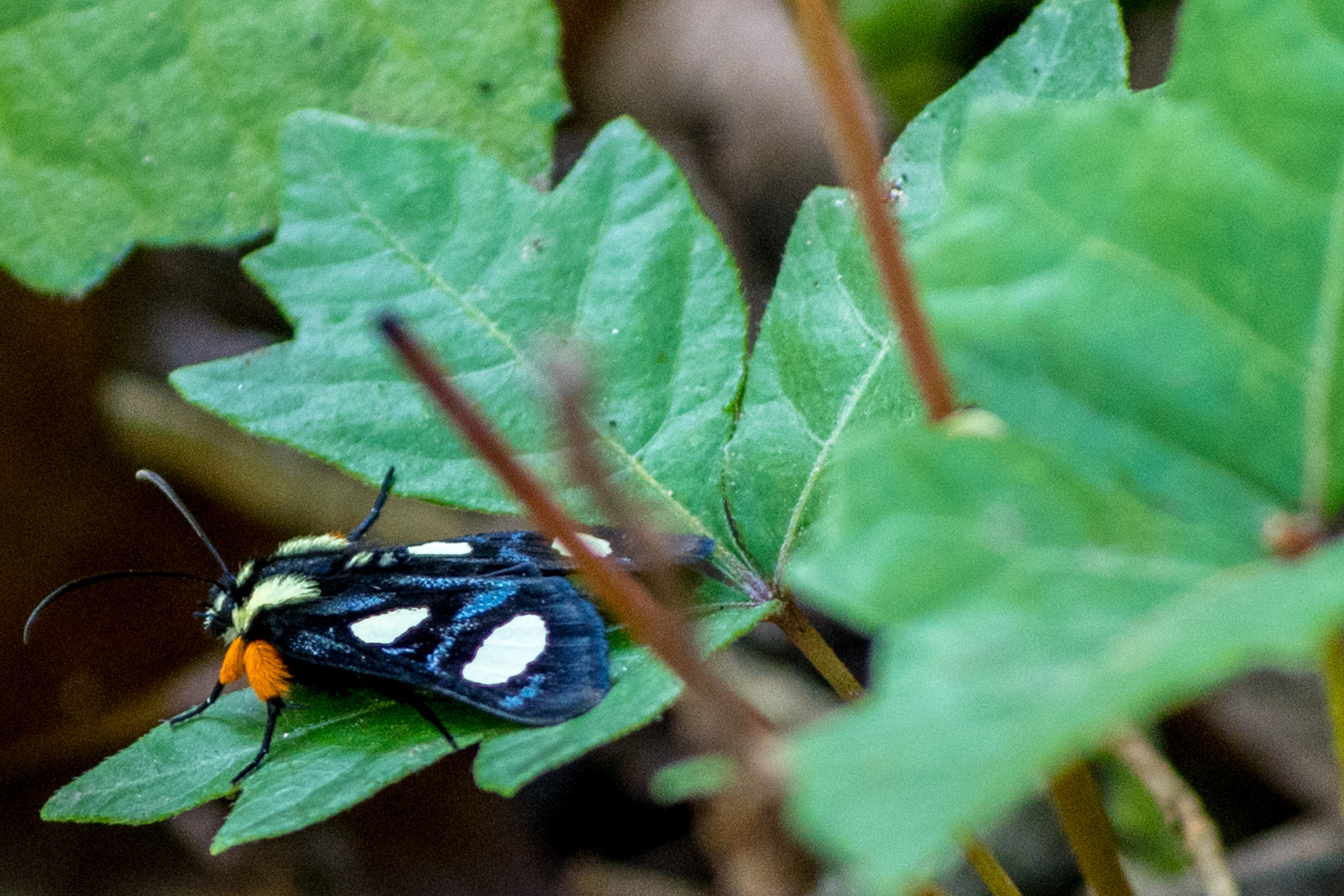 Nikon D500 sample photo. Beautiful moth photography
