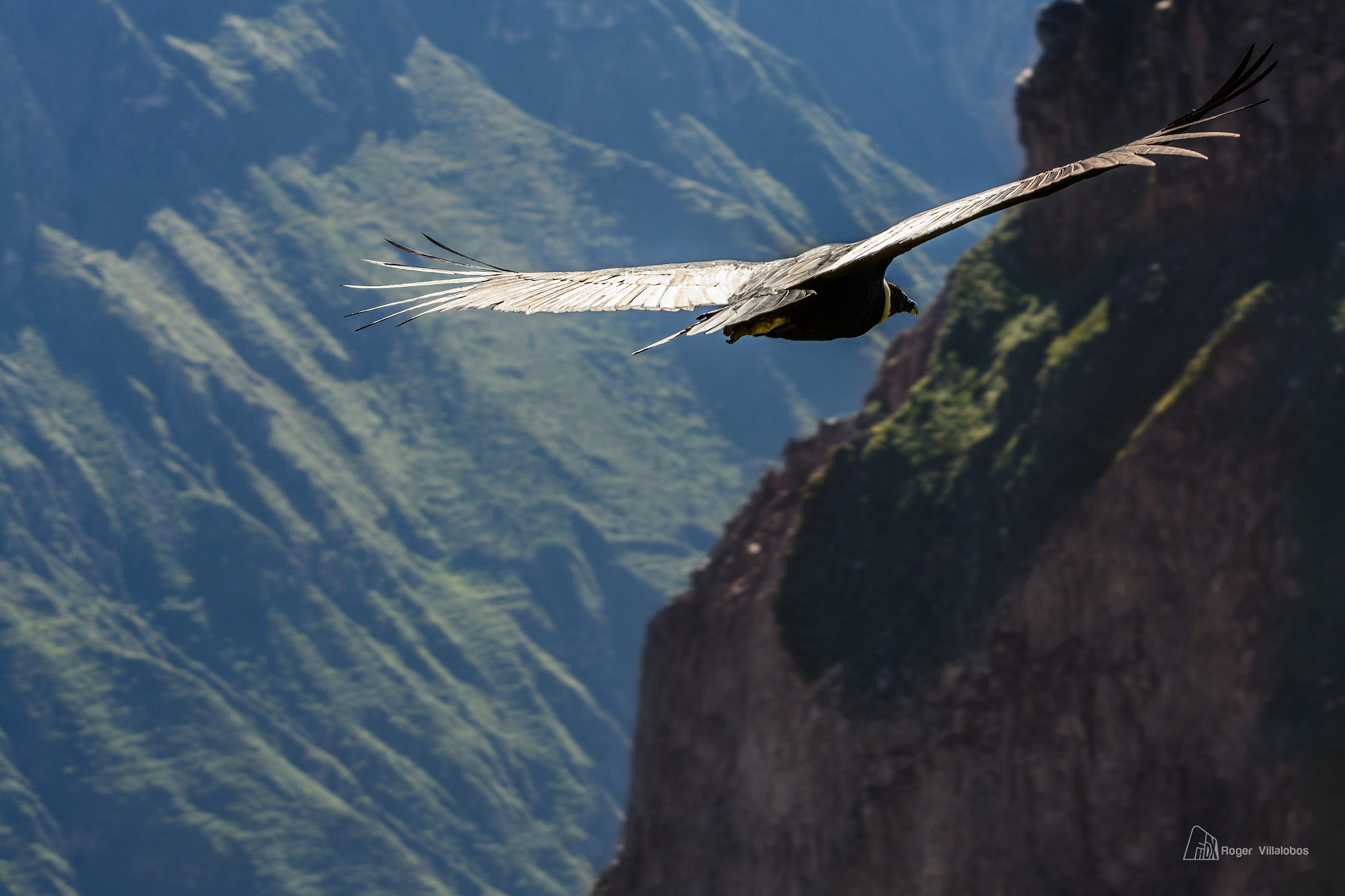 Nikon D7100 sample photo. El vuelo photography