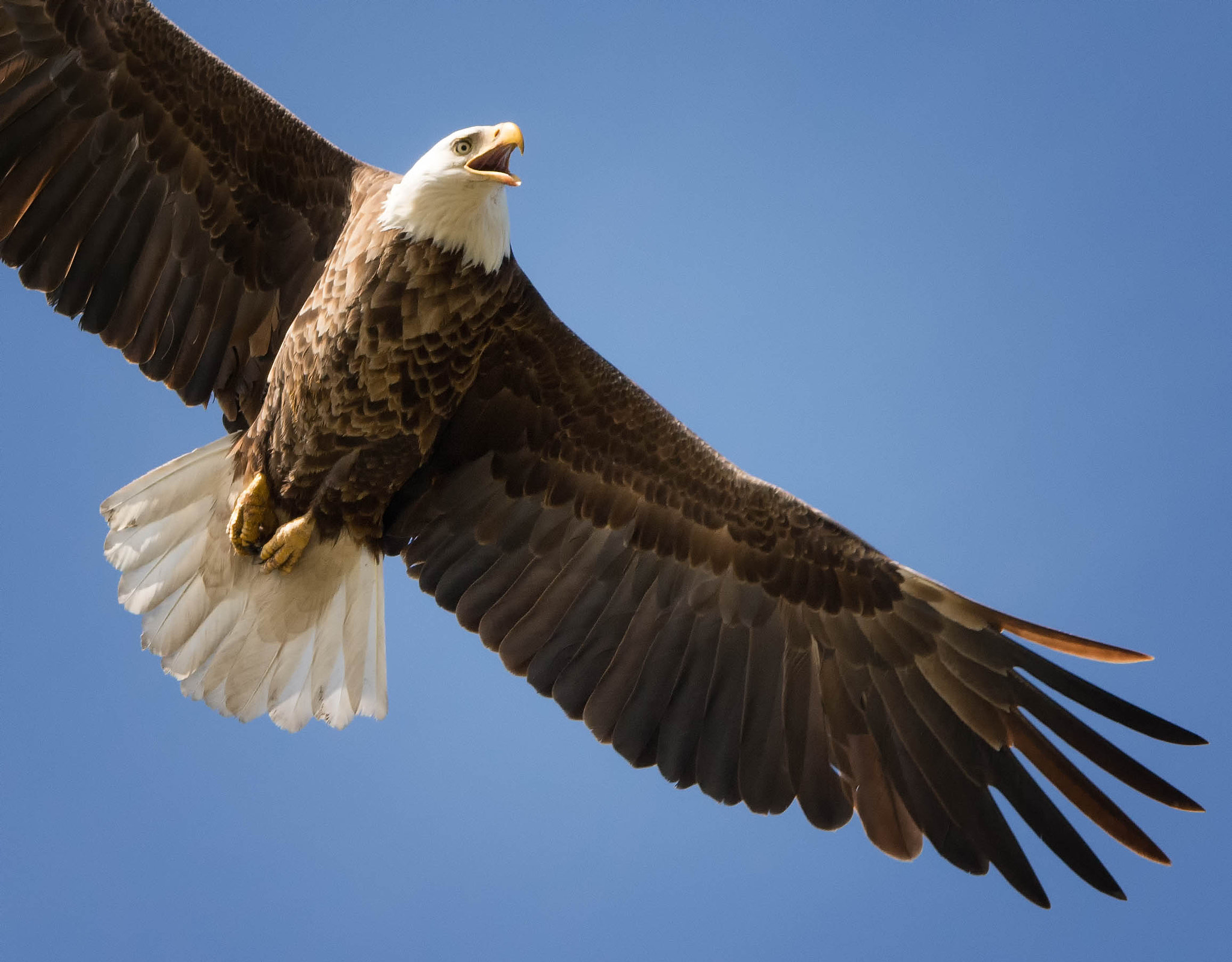 Nikon D7100 + Sigma 150-500mm F5-6.3 DG OS HSM sample photo. Bald eagle photography